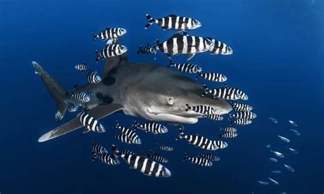 pilot fish|Pilot Fish .